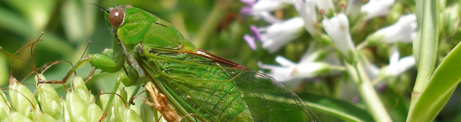 Photo of a cicada