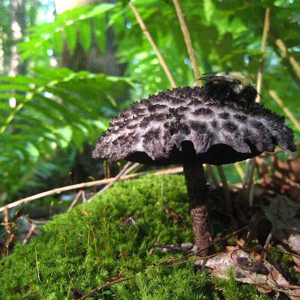 bee on a mushroom in a forest