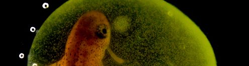 Green algae living inside salamander egg