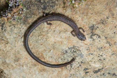 Closeup of a salamander